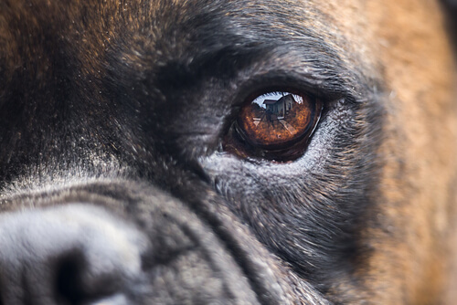La dilatación de las pupilas en perros