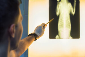 Esplenomegalia en perros