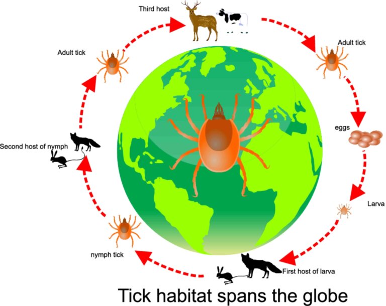 El ciclo circadiano de los animales