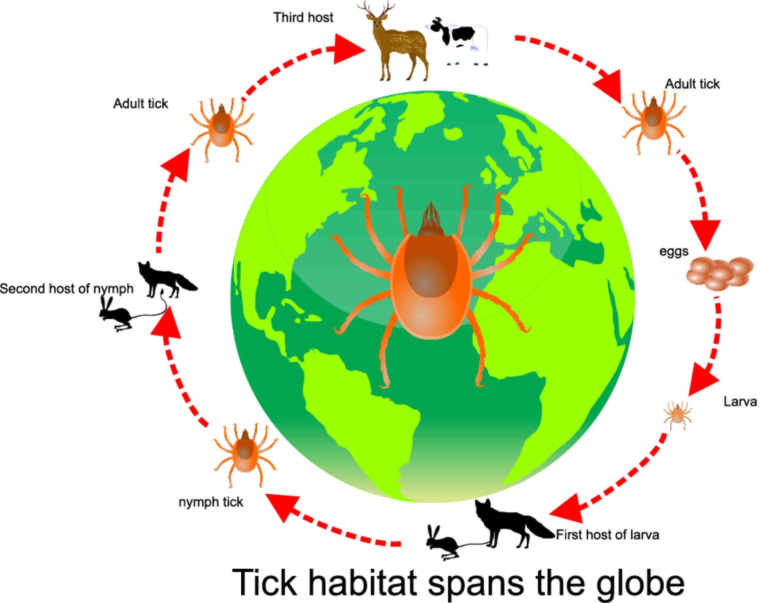 Ciclo circadiano en animales