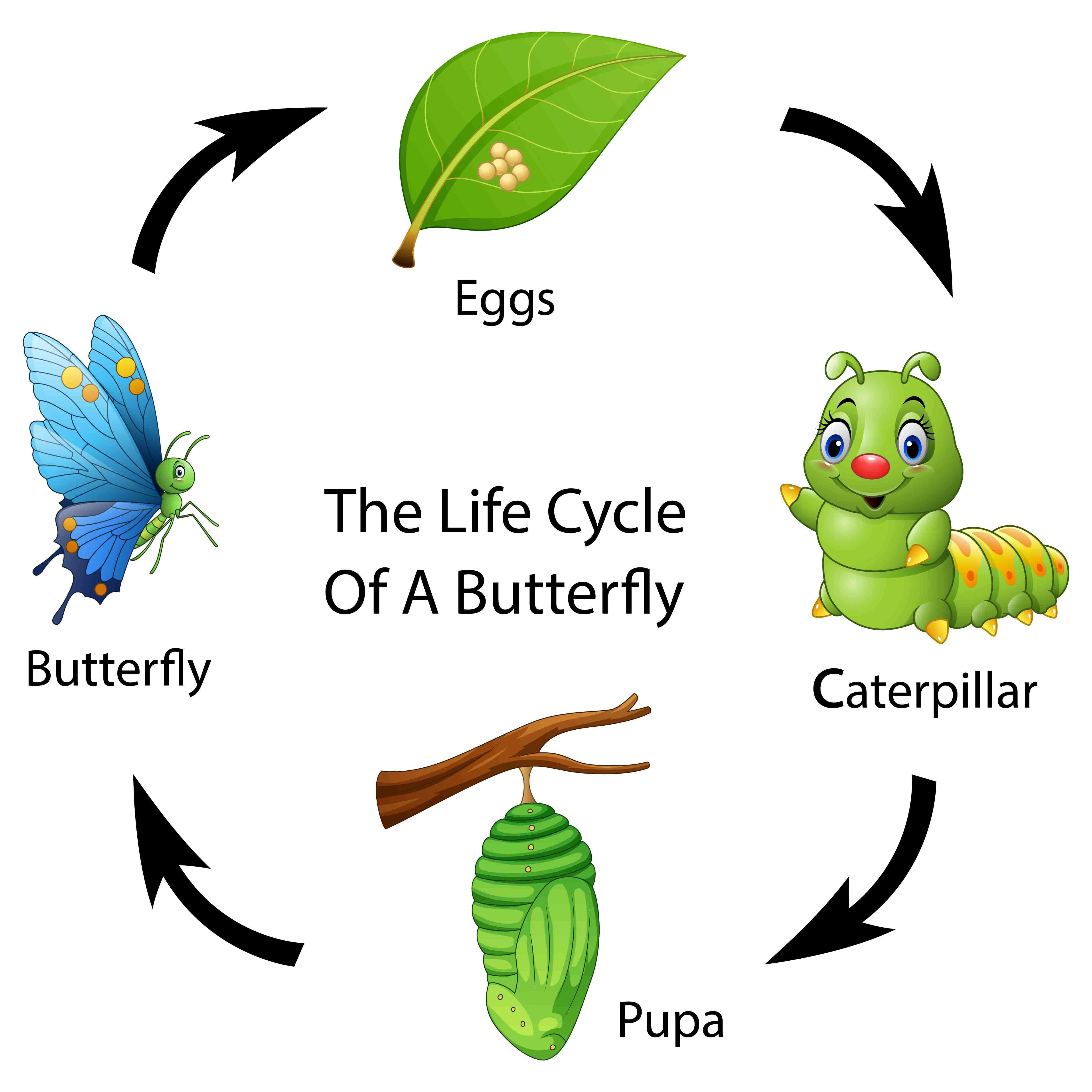 Ciclo circadiano en insectos