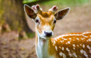 8 subespecies de ciervo