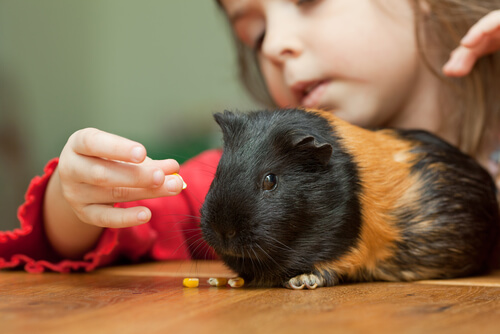 Cobaya: cómo enseñar trucos