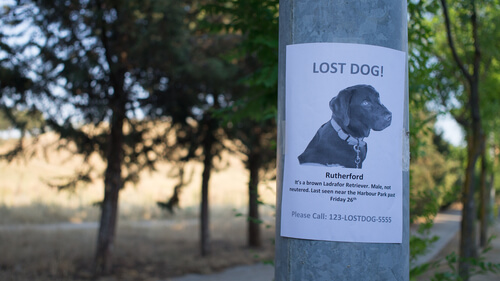 Cómo encontrar a un perro perdido