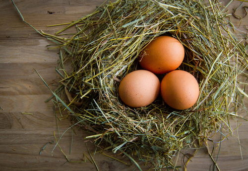 ¿Cómo mejorar la calidad de los huevos de gallina?