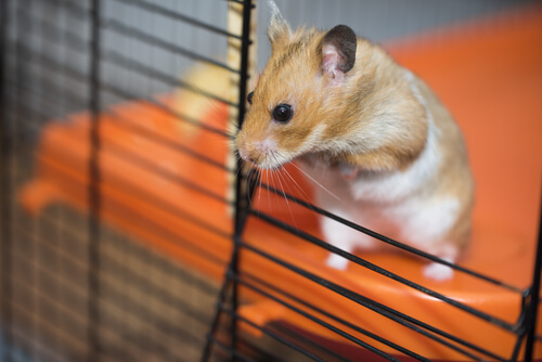 Comment améliorer la cage de votre hamster ?