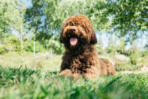 ¿Es beneficioso el aceite de linaza en perros?