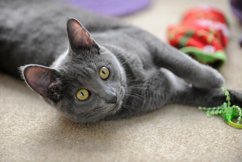 Comportamiento raza gato Korat