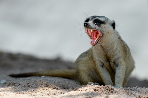 Comportamiento de la suricata como mascota