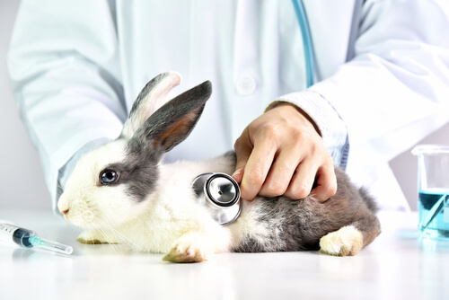 Lapins : soins et vaccinations.
