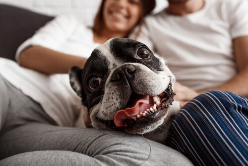 Conexión entre perros y humanos