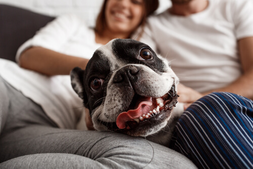 Conexión entre perros y humanos
