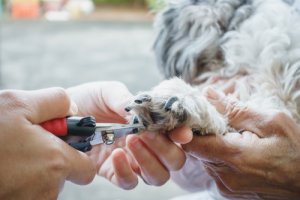 La forma más cómoda y segura de cortar las uñas a tu perro