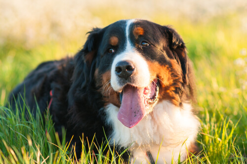 Consejos para tener un perro feliz