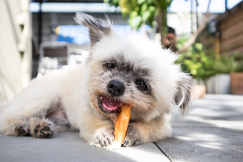 Gray and white puppy eating a treat