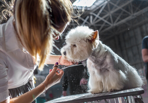 Consejos para perro de exhibición: trucos