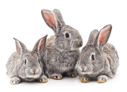 Consejos para la presentación de conejos