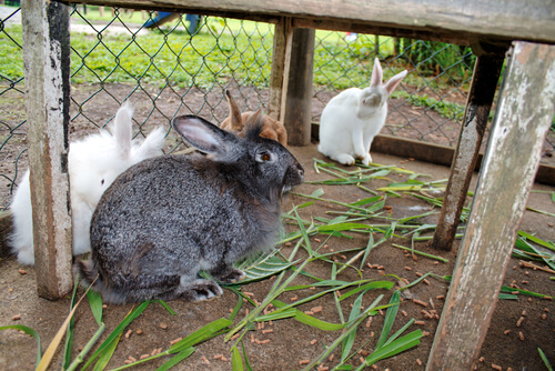 Consejos para presentar dos conejos