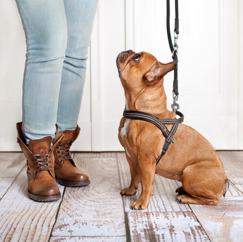 Cuándo puede un cachorro salir a pasear