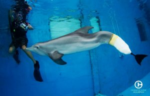 Winter: la delfín que perdió su aleta