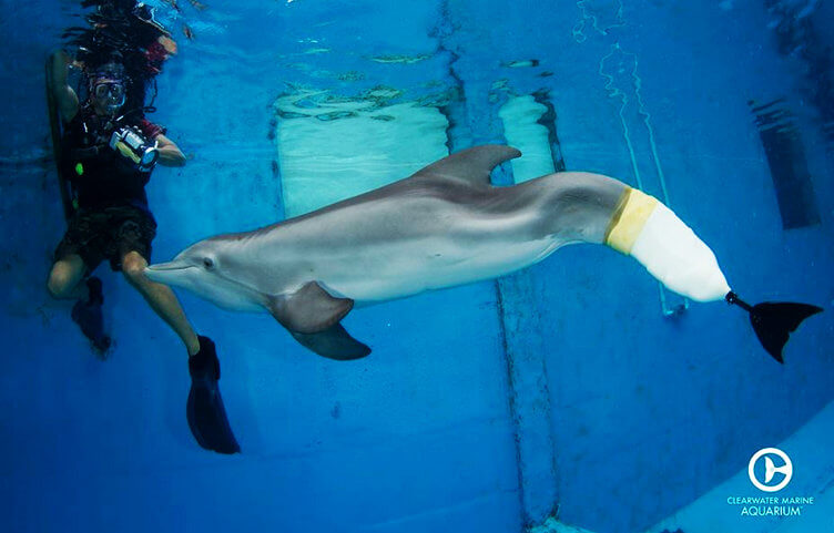 Delfín Winter: prótesis