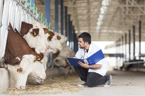 Veterinario de animales de granja