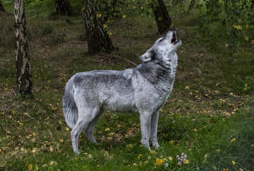 Diferencia entre animales salvajes y domésticos: lobo