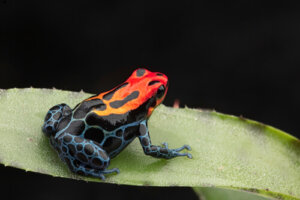 13 animales que viven en lagos