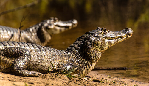 Diferencia entre el cocodrilo y el caimán