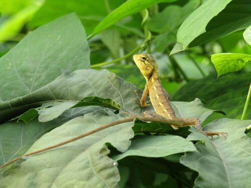 Diferencia entre la lagartija y la salamandra