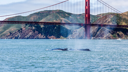 Dónde observar ballenas
