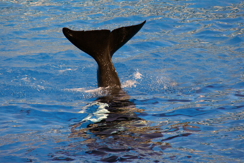 Dónde se pueden ver ballenas
