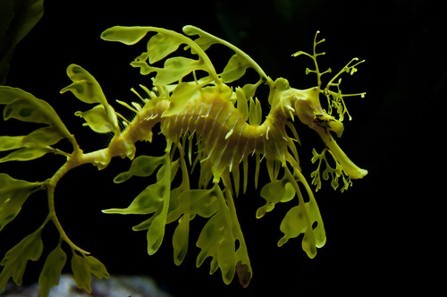 Dragón de mar foliado camuflado