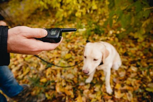 Educación y adiestramiento en perro