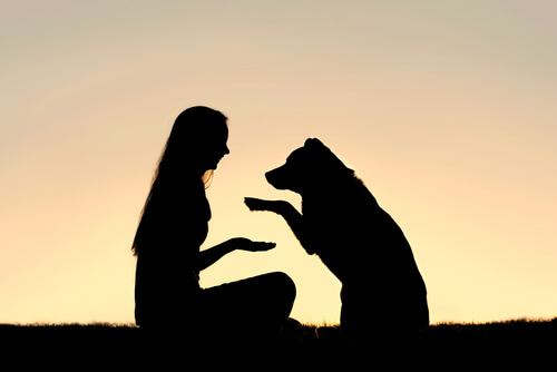 ¿Qué es la educación canina en positivo?