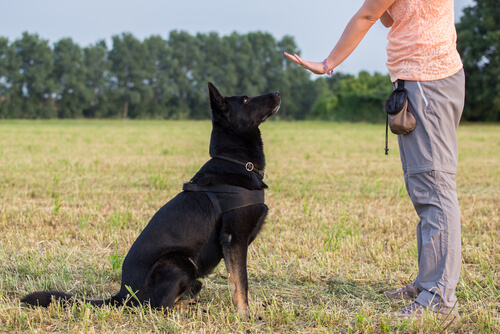 Woman training a German Shepherd in a field