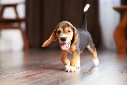 Educar cachorro: pasear