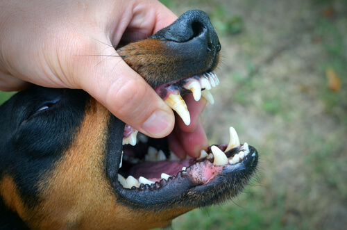 Encías de los perros negras