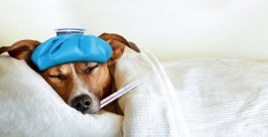 Meningitis en perros: causas, síntomas y tratamiento