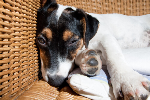 La enfermedad de la meningitis en perros: tratamiento