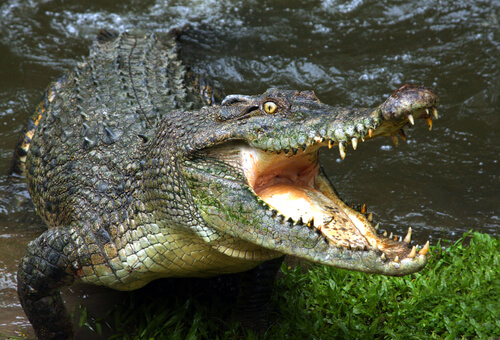 El peligro de las aguas con cocodrilos