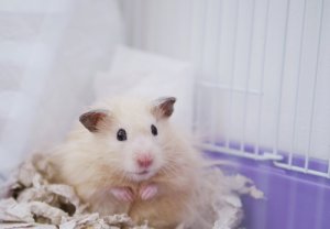 5 especies de hámster