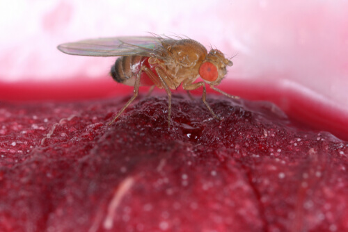 Especies de moscas: mosca del vinagre