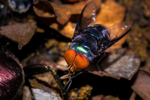 Especies de moscas: moscarda azul