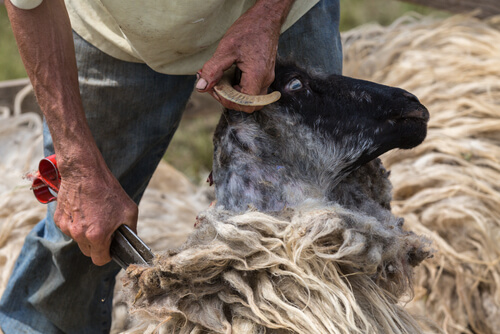Esquilado de ovejas: consejos