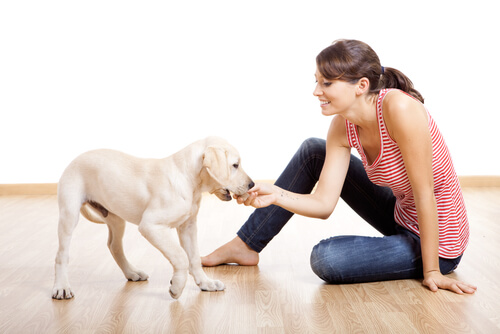 Estimular a un cachorro