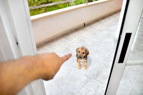 Consejos para ganar el respeto de un perro