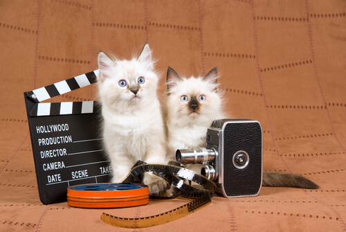 El gato en el cine: películas