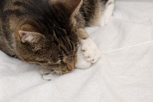 ¿Por qué un gato muerde la ropa de su dueño?