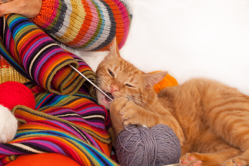 Por qué un gato muerde ropa: motivo